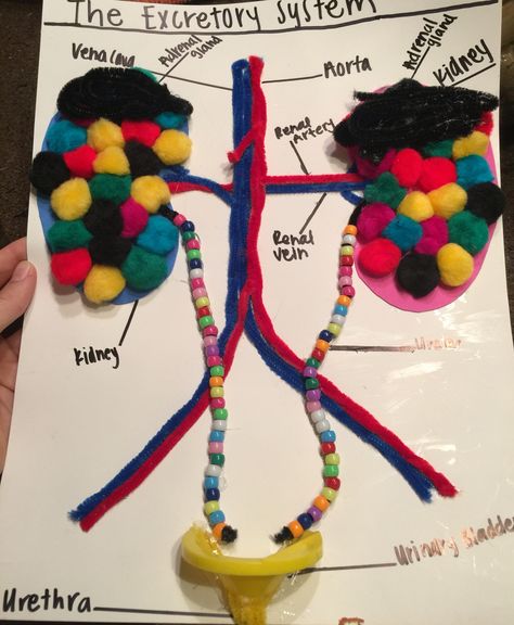 Excretory system model. Highschool biology project Excretory System Model, Biology Project Ideas, Highschool Biology, Kidney Model, Body Systems Project, Biology Project, Biology Ideas, Biology Experiments, Human Body Projects