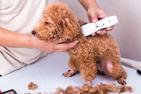 When you think of a dog that needs grooming, you picture a high-maintenance fur-baby like Maltese, Pomeranians, and especially poodles! This loving breed has secured… Miniature Poodle Grooming, Poodle Puppy Cut, Poodle Puppy Training, Standard Poodle Grooming, Toy Poodle Haircut, Puppy Haircut, Toy Poodle Puppy, Poodle Hair, Poodle Haircut