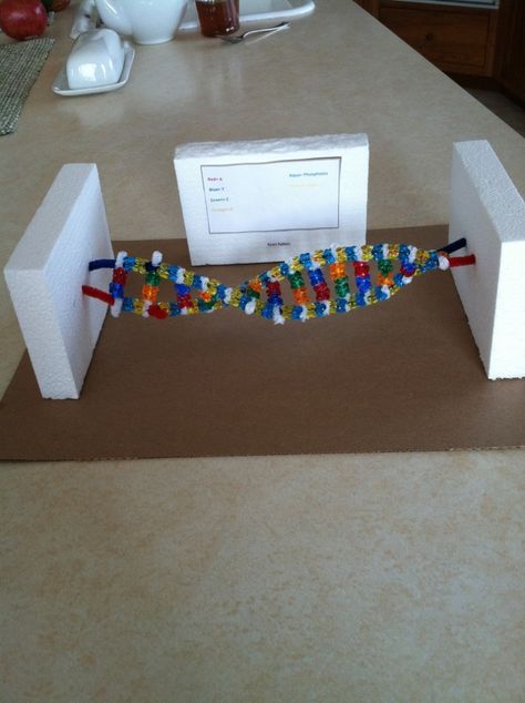 Cell , 6 Double Helix Dna Project : DNA Double Helix Science Project Diy Dna Model, Dna Double Helix Model, Dna Model Project, Biology Experiments, Biological Science, Dna Project, High School Project, Biology Projects, 7th Grade Science