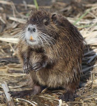 Oh, rats! We have nutria. Posted January 28, 2014 by Mary Carol Edwards #Wetlands #Nutria #WatershedTexas #TCWP #Blog Nutria Rat, Rat Laying Down, Rat Varieties, Rodent Of Unusual Size, Leucistic Texas Rat Snake, Costume Closet, Red Eared Slider, Cow Parsley, Funny Pet Rat Memes