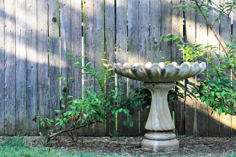 Bird Bath Garden Front Yards, Landscape With Bird Bath, Landscaping Around Birdbath, Large Bird Bath Ideas, Bird Bath Placement, Bird Bath In Landscaping, Flowers Around Bird Bath, Vintage Bird Bath, Bird Baths In Garden