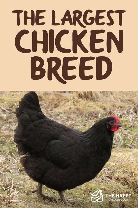 Black Silkie Chicken, Largest Chicken Breed, Chicken Breeds Chart, Araucana Chickens, Jersey Giant, Chicken Facts, Heritage Chickens, Brahma Chicken, Chicken Raising