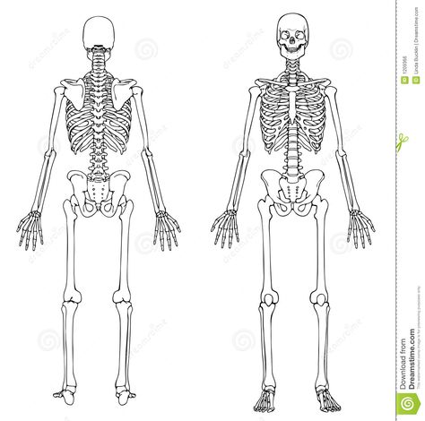 Human Skeleton - Front And Back Royalty Free Stock Image - Image: 1209366 Skeletal System Printable, Human Skeleton Diagram, Human Bone Structure, Skeleton Images, Skeleton Diagram, Human Body Bones, Skeleton Back, Human Skeletal System, Human Skeleton Anatomy