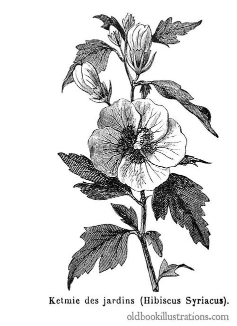 Hibiscus syriacus – Old Book Illustrations Rose Of Sharon Tree, Hibiscus Drawing, Hibiscus Flower Drawing, Hibiscus Flower Tattoos, Hibiscus Syriacus, Black And Grey Rose, Hawaiian Tattoo, Flower Drawing Design, Engraving Illustration