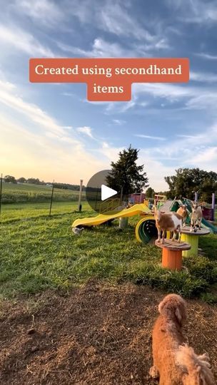 10K views · 2.3K reactions | Our goat playground will forever be one of my favorite things 💗  #hobbyfarm #farm #farmlife #farmanimals #eggsandbunnies #animals #goats #goatplayground | Carrie | eggsandbunnies · Original audio Pygmy Goat Playground Ideas, Goat Playground Ideas Diy, Goat Enclosure Ideas, Goat Playground Ideas, Goat Playground, Goat House, Pygmy Goat, Playground Ideas, 10k Views