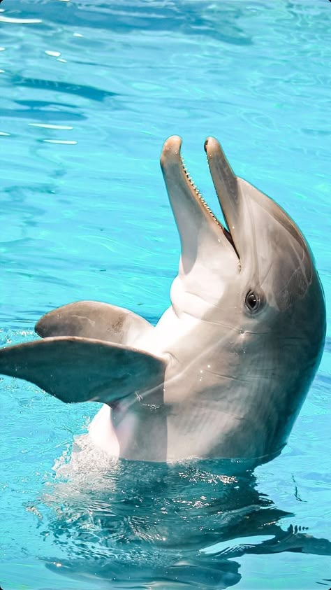 Dolphin Decorations, Aquarium Wallpaper, Quotes Sea, Sea Life Painting, Dolphin Images, Clearwater Marine Aquarium, Dolphin Tale, Dolphin Photos, Dolphin Decor