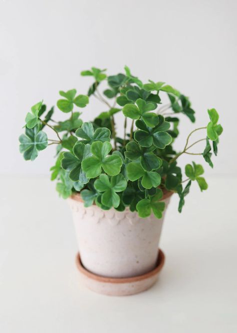 Green Four Leaf Clover Bush | Best Fake Plants at Afloral.com Best Fake Plants, Faux Olive Trees, Fake Vines, Shamrock Plant, Clover Plant, Plants For Home, Faux Olive Tree, 4 Leaves, Olive Trees