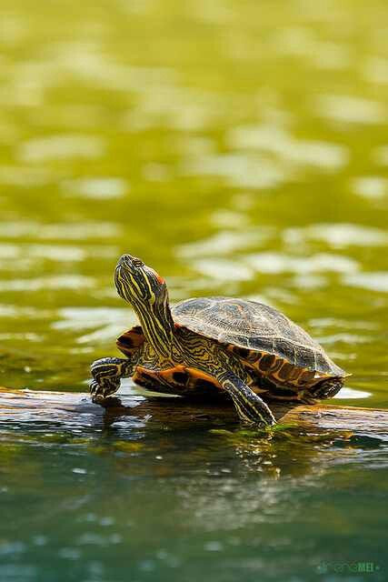 Summmmweeerrr Pictures Of Turtles, Turtles Pet, Red Eared Slider Turtle, Slider Turtle, Turtle Wallpaper, Turtle Images, Turtle Habitat, Turtle Time, Red Eared Slider