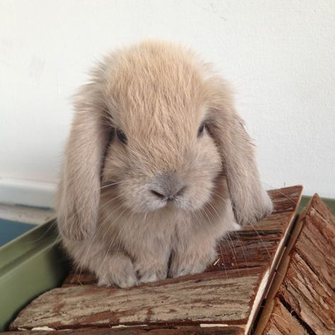 Flop-eared Bunny Bunny Lady, Rabbit Pictures, Cute Funny Pics, Animal Fun, French Lessons, Gifts For Photographers, Cutest Thing Ever, Amazing Animals