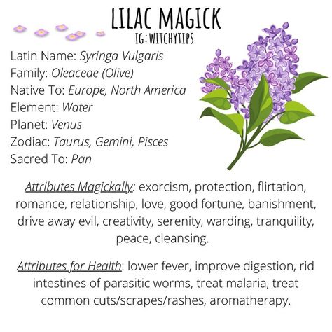 Tips for Witches Everywhere! ✨ on Instagram: “It’s that time, lilacs have bloomed! 💜 Admire them while you can because their blooming season is quite short. I have two lilac trees and…” Lilac Spiritual Meaning, Lilac Flower Meaning, Lilac Magical Properties, Lilac Medicinal Uses, Lilac Symbolism, Lilac Meaning, Logo Brainstorming, Witchy Plants, Herb Magick