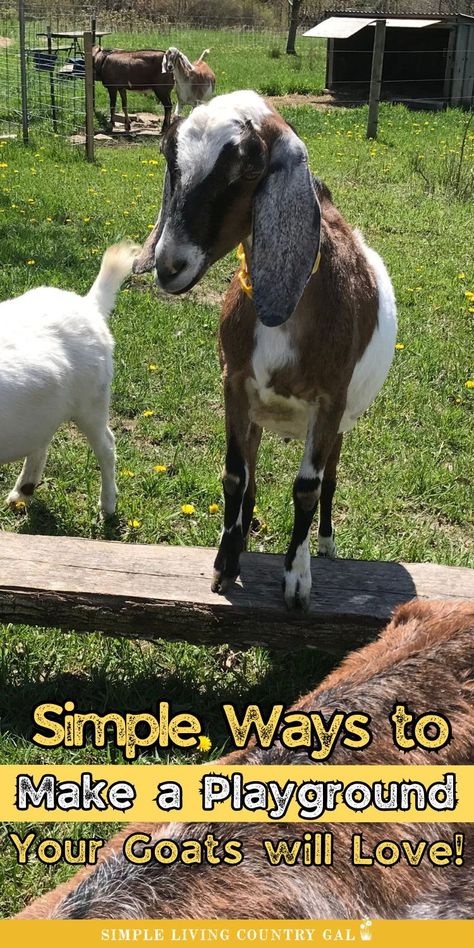 Looking for an easy DIY goat playground? This guide shows how to build a goat play area using simple, on-hand materials. Perfect for homesteaders or goat lovers! Follow these step-by-step tips to create a fun, safe space for your goats to enjoy. Goat Shelters, Backyard Goats, Goat Fence, Goat Playground, Goat Shed, Barn Layout, Goat Shelter, Small Goat, Pet Goat