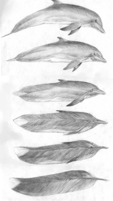 dolphin or feather? High School Drawing, Metamorphosis Art, Sketchbook Assignments, Design Fundamentals, High School Art Lessons, School Art Projects, Drawing Projects, A Level Art, Ap Art