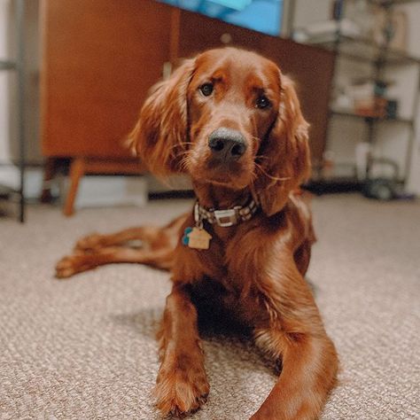 14 Things That Make Your Irish Setter Happy - Page 3 of 5 - The Dogman Good Family Dogs, Irish Setter Puppy, Irish Red Setter, Irish Setter Dogs, Best Dogs For Families, Good Family, Happy Pictures, Pretty Dogs, Types Of Dogs