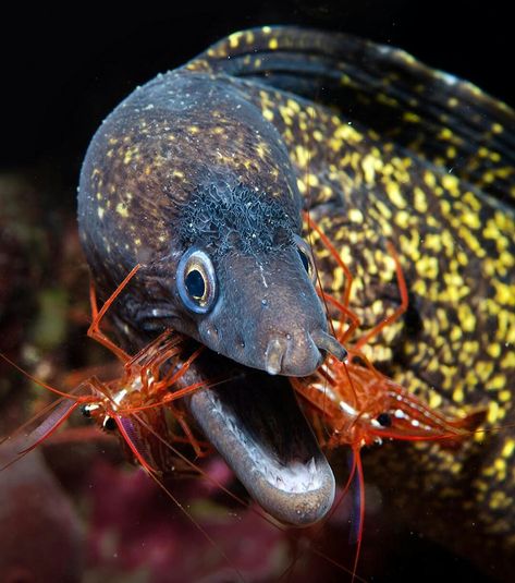 Weird Sea Creatures, Moray Eel, Cool Fish, Bio Art, Animal Study, Underwater Life, Pretty Animals, Crustaceans, Sea Creature