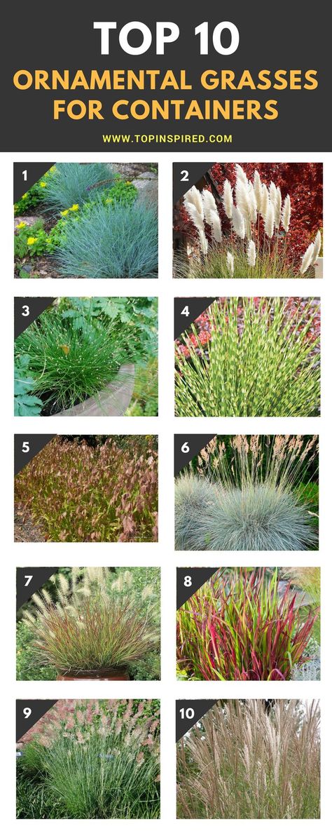 Border Garden Ideas, Grasses For Pots, Border Garden, Patio Container Gardening, Ornamental Grass, Aesthetic Garden, Grasses Garden, Garden Aesthetic, Ideas Garden