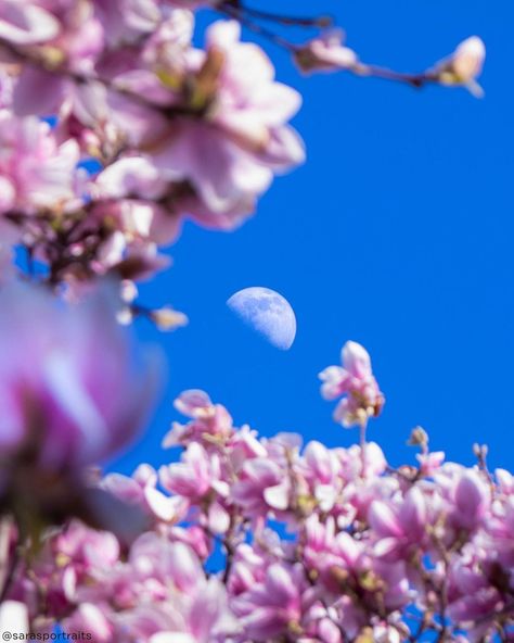 Sara Pampuri Photography ✨ on Instagram: “Magnolia and moon 🌙🌸 f/8 1/320 sec. ISO-100 Canon EOS 250D EF-S18-55mm” Canon Eos 250d, Canon Eos, Eos, Magnolia, Canon, The 100, Moon, Photography, On Instagram