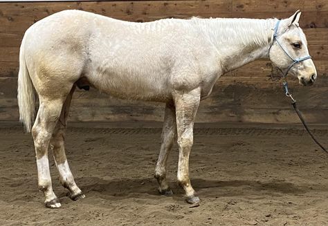 BLONDYS GUN iN TOWN, 2023 AQHA PALOMINO Stallion.. Palomino Stallion, Aqha Stallion, Working Cow Horse, Team Roping, Half Brother, Horse Trailer, Horses For Sale, Barrel Racing, Brazil