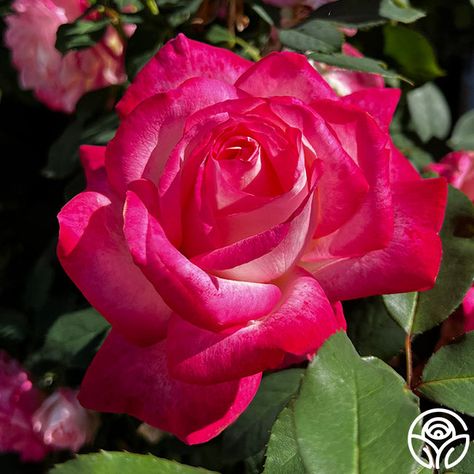 Meet My Caroline™ - You can't help but fall in love with the sweet yet unique characteristics of this gorgeous Hybrid Tea. Her vivid coloring of white tipped in bright pink with bright watercolor strokes on pointed star-like petals make her a beauty in any garden. She is moderately fragrant, continually blooms throughout the season, and does well in garden beds or containers. Named for the daughter of Heirloom Roses owners, Ben and Kara Hanna. Pink Fragrance, Pretty Flowers Pictures, Rose Varieties, Heirloom Roses, Beautiful Flowers Photos, Types Of Roses, Cut Flower Garden, Most Beautiful Flowers, Beautiful Rose Flowers