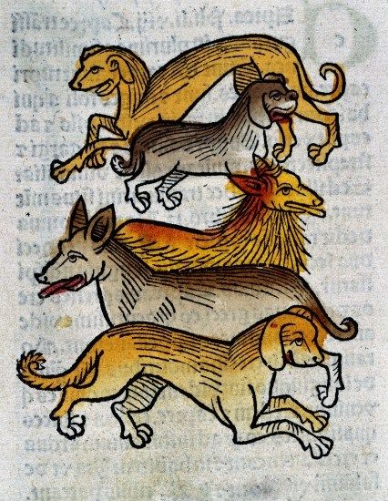 Five different types of dogs by Arnaldus de Villanova, 1491. The Wellcome Library, CC-BY Medieval Animals, Ancient Dogs, Medieval Illumination, Medieval Drawings, Medieval Manuscripts, Medieval Artwork, Illustrated Manuscript, Late Middle Ages, Medieval Life