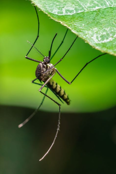 Growing Plants To Repel Mosquitoes - 5 Great Options That Work! Mosquito Photography, Monster Inspiration, Best Mosquito Repellent, 3d Robot, Insect Photos, Deadly Animals, Mosquito Protection, Blank Check, Natural Mosquito Repellant