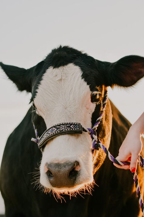 Ffa Pictures, Livestock Photography, Horse Senior Pictures, Farm Animal Paintings, Miniature Cows, Show Cows, Cow Photography, Beef Cow, Heifer Cow