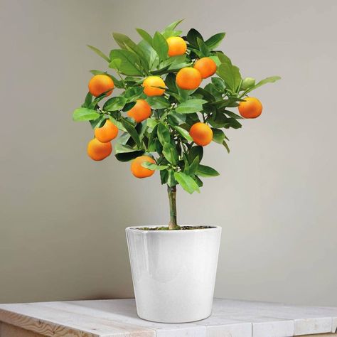 Toxic Plants, Meyer Lemon Tree, Spice Garden, Patio Trees, Orange Plant, Tree Centerpieces, Baby Activities, Tiny Plants, Citrus Trees