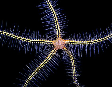 Life Below the Sea. Starfish Species, Brittle Star, Ocean Wonders, Starfish Hair Clip, Life Under The Sea, Sea Stars, Lovely Images, Color Explosion, Sea Urchins