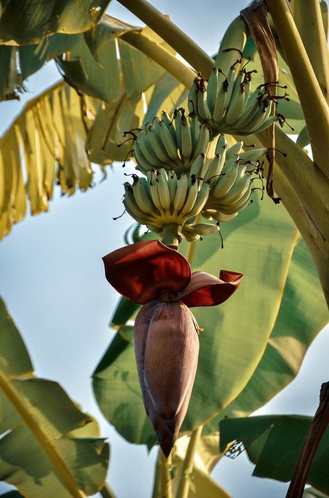 Thanks to @madibzikri for making this photo available freely on @unsplash 🎁 Musa Banana, Banana Painting, Banana Trees, Improve Fertility, Banana Fruit, Banana Plants, Overwintering, Banana Tree, Plant Drawing