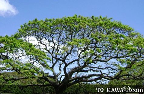 Moanalua Gardens Moanalua Gardens, Tree Tattoo, Oahu, Non Profit, The Garden, Tattoo Ideas, Prince, Foundation, Festival