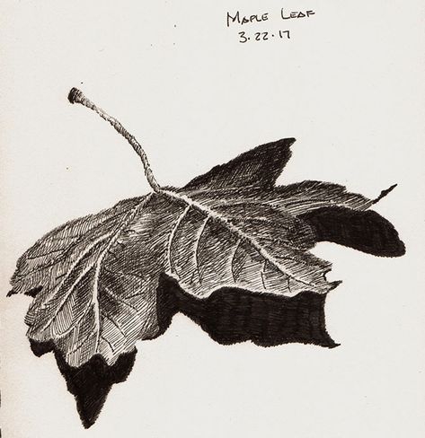 Pen Study Art, Ink Nature Drawing, Ink Leaves, Leaf Pencil Drawing, Nature Study Drawing, Leaf Pen Drawing, Leaves Study Drawing, Leaves Pen Drawing, Leaf Pile Drawing