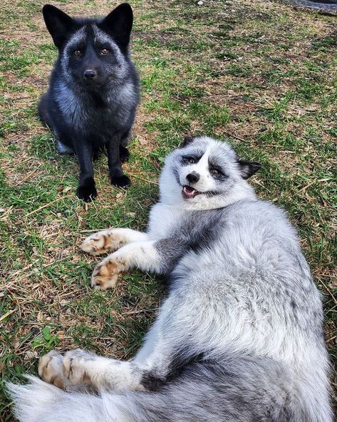 @mydreamforanimals shared a photo on Instagram: “Malachifox and Malathefox at @saveafox_rescue 💙💙 Sponsors: @cmaiamatthews @Leslielove81 @Asicilian #malachifox #malathefox…” • May 8, 2020 at 2:42am UTC Pet Fox, Pet Stuff, Beautiful Creatures, Husky, Fox, I Want, Pet, Dogs, The World