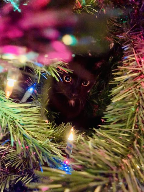 Cat In A Christmas Tree, Cat And Christmas Tree, Cats And Christmas Trees, Christmas Tree Pics, Cats And Christmas, Christmas Pfps, Christmas Black Cat, Black Cat Christmas, Christmas Tree Pictures