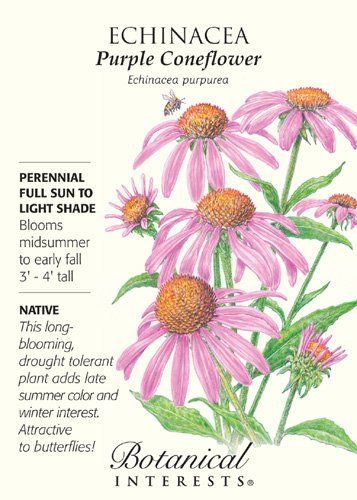 Purple Cone Flower, Echinacea Plant, Flowers That Attract Butterflies, Purple Coneflower, Asclepias Tuberosa, Waterwise Garden, Full Sun Perennials, Victory Garden, Echinacea Purpurea