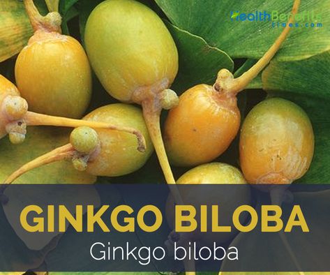 Ginkgo Biloba Benefits, Fruit Nutrition Facts, Maidenhair Tree, Ginko Biloba, Gingko Biloba, Fruit Nutrition, Fruit Health Benefits, Ginkgo Tree, Healthy Nuts