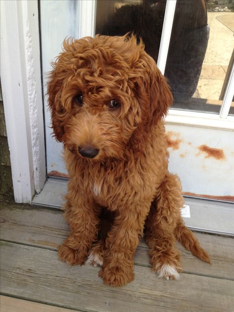 The sweetest #goldendoodle :) I've never wanted one as bad as this very moment! Black Noses, Miniature Goldendoodle, Goldendoodle Grooming, Labradoodle Dogs, Golden Doodles, Goldendoodle Puppies, Australian Labradoodle, Mini Goldendoodle, Dream Dog