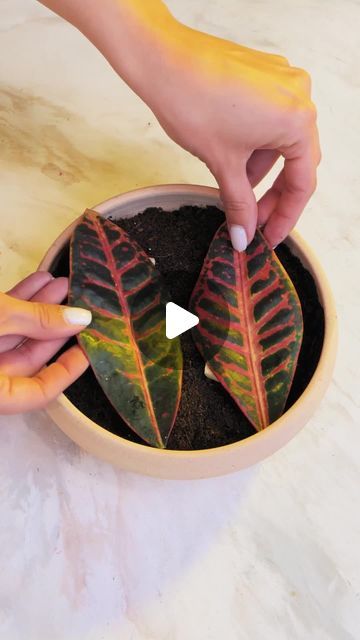 Plants Videos, Plant Starters, Gardening Videos, Vegetable Garden Planning, Plant Care Houseplant, Succulent Garden Diy, Backyard Vegetable Gardens, Plant Hacks, Growing Plants Indoors