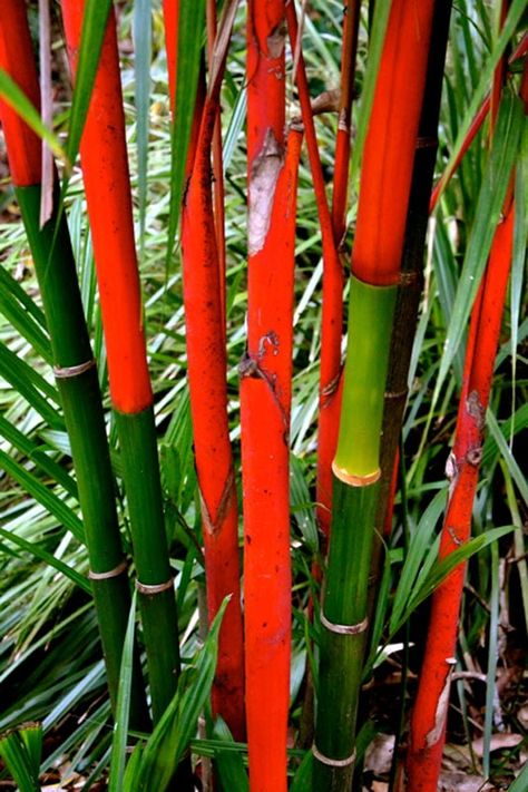 Cyrtostachys renda • Red Sealing Wax Palm, Lipstick Palm Lipstick Palm, Bamboo Image, Bamboo Landscape, Tropical Garden Ideas, Growing Bamboo, Rainbow Tree, Bamboo Art, Bamboo Garden, Bamboo Crafts