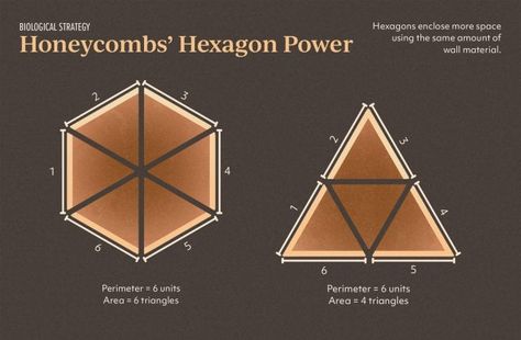 Honeycomb Structure Is Space-Efficient and Strong — Biological Strategy — AskNature Honey Bees Keeping, Internship Report, Best Surfboards, Triangle Area, Venus Project, Dragonfly Insect, Bees And Wasps, Youth Center, Materials Science