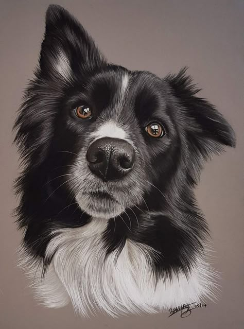 The 15 Most Realistic Australian Shepherd and Border Collie Paintings | Page 2 of 3 | PetPress Border Collie, Black And White, White, Black