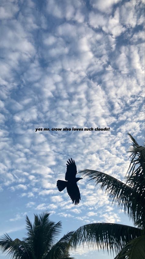 Sky Quotes Clouds, Birds Flying In The Sky, Photography Captions, Sunset Captions For Instagram, Catchy Captions, Flying In The Sky, Sunset Quotes Instagram, Sky Quotes, Beach Instagram Pictures