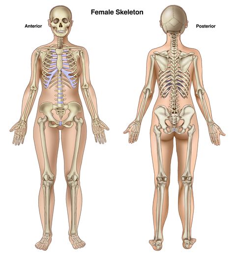 Female Skeleton Anterior and Posterior Human Anatomy Female, Figure Drawing Female, Male Skeleton, Female Skeleton, Human Skeleton Anatomy, Skeleton Anatomy, Male Figure Drawing, Women Skeleton, Skeleton Drawings