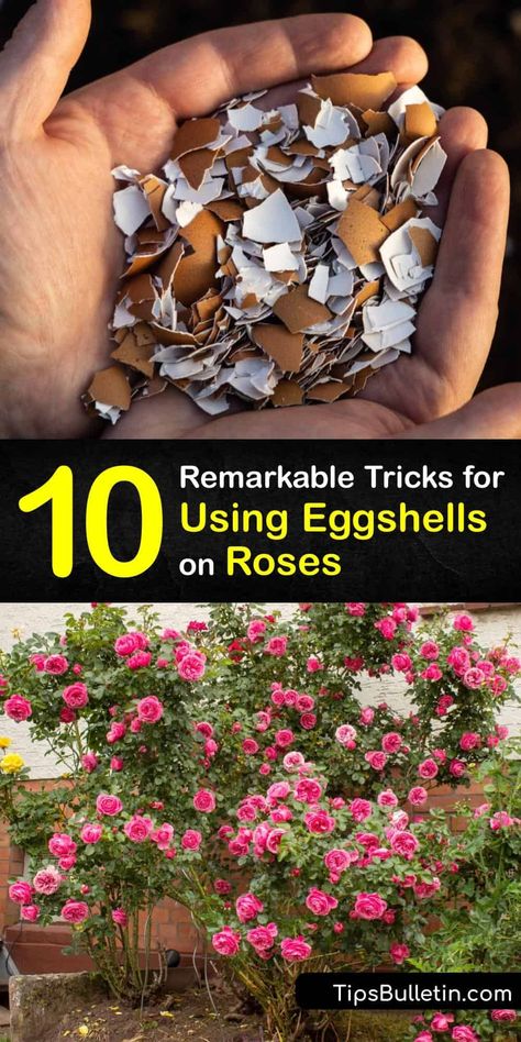 Learn how to use a leftover eggshell to feed your roses. A crushed eggshell contains calcium carbonate and other essential minerals, and combining it with wood ash, banana peels, and coffee grounds creates a natural fertilizer for your plant. #eggshell #fertilizer #roses Eggshell Fertilizer, Natural Plant Fertilizer, Diy Fertilizer, Rose Plant Care, Rose Fertilizer, Diy Home Garden, Home Garden Ideas, Rose Cuttings, Rose Garden Design