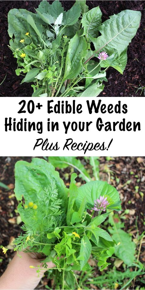 QUEEN ANNE’S LACE Medicinal Weeds, Edible Weeds, Wild Foraging, Wild Food Foraging, Foraging Recipes, Edible Wild Plants, Healing Plants, Image Nature, Wild Edibles