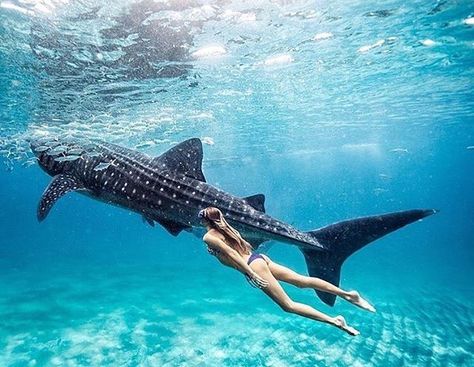 Whale Shark Diving, Swimming With Whale Sharks, Whale Sharks, Shark Diving, Sunday Mood, African Cichlids, Shark Swimming, The Whale, Deep Blue Sea