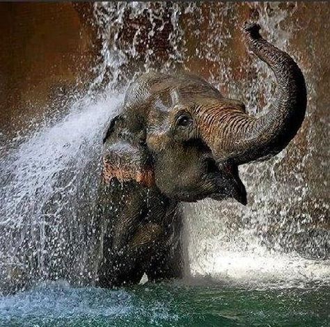 Baby Elephant Pictures, Elephant Photography, Chester Zoo, Elephants Never Forget, Happy Elephant, Elephant Pictures, Elephants Photos, Elephant Shower, Baby Elephants