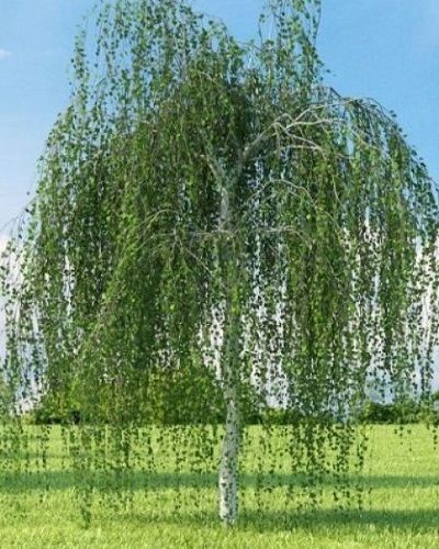 Betula Pendula Youngii Birch Tree Garden, Birch Trees Garden, Birch Tree Leaves, Weeping Birch, Silver Birch Tree, Birch Trees Landscaping, Weeping Trees, Betula Pendula, White Birch Trees