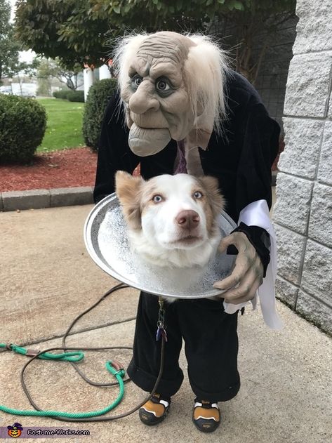 Best Dog Halloween Costumes, Best Dog Costumes, Cute Dog Costumes, Dog Costumes Funny, Scary Dogs, Diy Dog Costumes, Funny Dog Photos, Pet Halloween Costumes, Animal Costumes