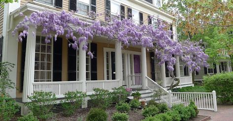 Boston. Wisteria. via An Urban Cottage. Wisteria Trellis, Porch Plants, Urban Cottage, Front Porches, Garden Pictures, Pergola Plans, Pergola Shade, Gorgeous Gardens, Porch Patio