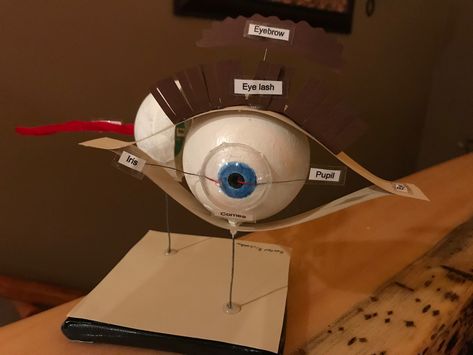 Human Eye Project, Eye Model Project How To Make, Model Of Eye School Project, Human Eye Model Project, Eye Model Project, Eyeball Anatomy, Bio Project, Eye Project, Human Body Projects