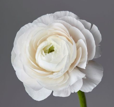 white ranunculus Butterfly Ranunculus Bouquet, Ranunculus Asiaticus, Ranunculus White, Butterfly Ranunculus, Ranunculus Bouquet, Ranunculus Flower, White Ranunculus, Ranunculus Flowers, Garden Club